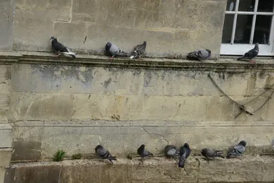 DSC_2555 (Large).JPG